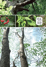 약초도감 - 자연에서 손쉽게 찾아 쓰는 한국의 약용나무
